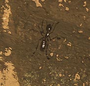 ant
