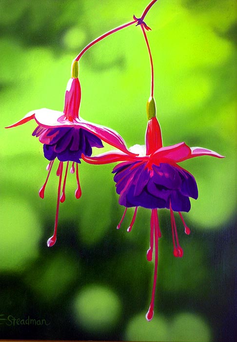 Fushia