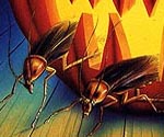 ThumbBC74